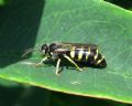 Bembecinus cfr. tridens